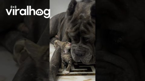 Big Brother Is So Gentle With Lil’ Sis || ViralHog
