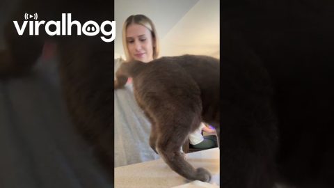 Acrylic Nails Stuck to Cat's Rear || ViralHog