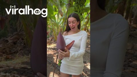 Banana Forest Mistake || ViralHog