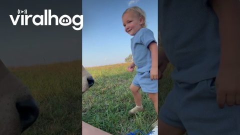 Gentle Bull and Boy Become Best Friends || ViralHog