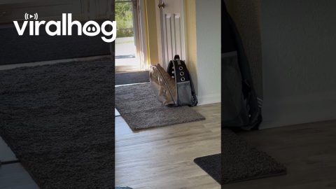 Orange Cat Tries To Escape Open Bubble Bag || ViralHog