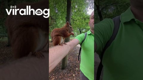 Man Holds Arm Still For Snacking Squirrel || ViralHog