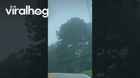 Power Lines Covered in Spider Webs || ViralHog