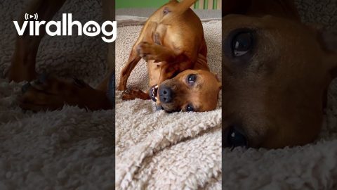 Staffy Pup Chews Leg || ViralHog