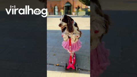 Bonnie Glides Through Town on Her Scooter || ViralHog