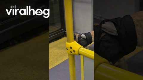Fashionable Cat Struts Through Public Transport || ViralHog