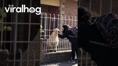 Stopping to Pet the Lamb || ViralHog