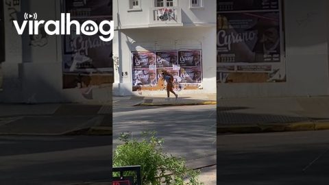 Golden Retriever Getting a Piggyback Ride Through the City || ViralHog