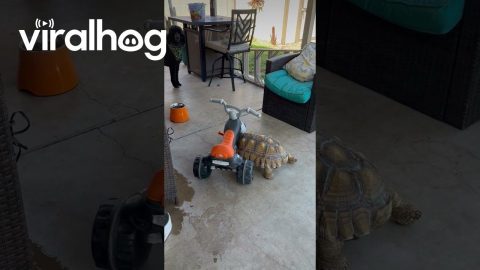 Sulcata Tortoise Shoves Tricycle || ViralHog