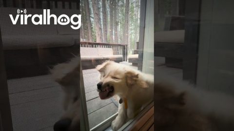 Puppy Loves To Squish Herself In Door Gap || ViralHog