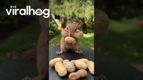 Chipmunk Stuffs Cheeks With Peanuts || ViralHog