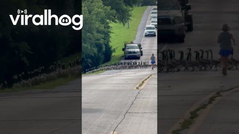 Holy Gaggle || ViralHog