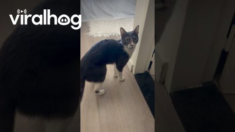 Jealous Kitty || ViralHog