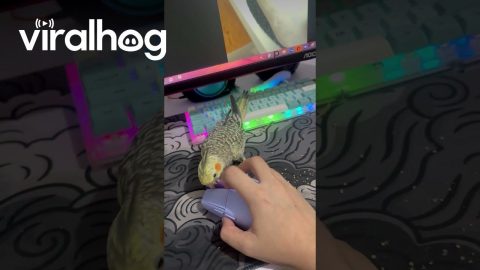 Cookie Always Finds a Way to Destroy My Computer Mouse || ViralHog