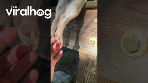 Toe Beans Dangling Off The Deck || ViralHog