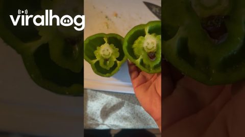 A Happy Pepper || ViralHog