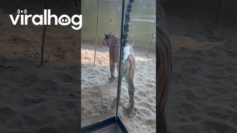 Sumatran Tiger Sprays New Enclosure || ViralHog
