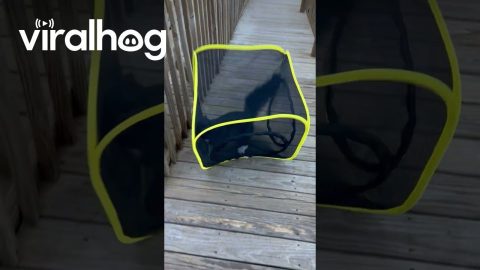 Cat Tumbles Down Ramp in Cube || ViralHog