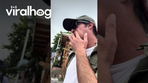 Galápagos Sea Lions Block Traffic || ViralHog