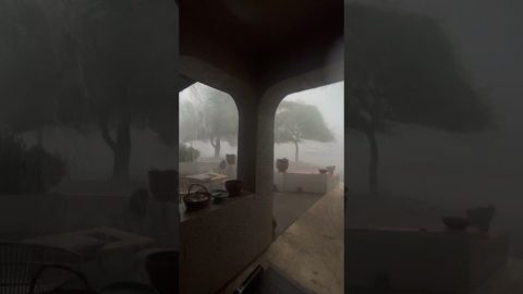 Phoenix Monsoon Storm Knocks Down Tree || ViralHog