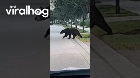 Neighborhood Bear in Southwest Florida || ViralHog