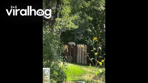 Mr. Meowgi Meets a Bear || ViralHog