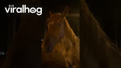 Safety First, Random Horse Second || ViralHog