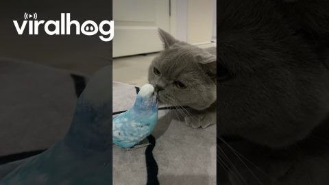 British Shorthair Loves Budgie Friend || ViralHog