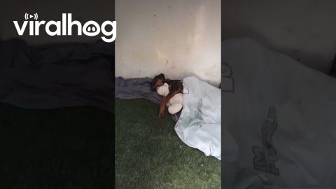 Dog Rests While Cuddling Toy || ViralHog
