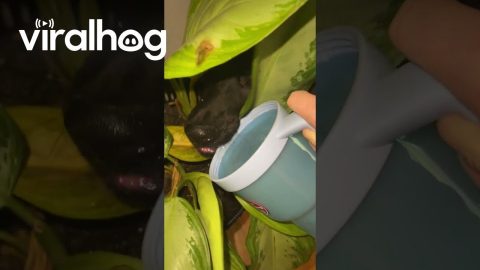 The Plant's Water Tastes Better || ViralHog
