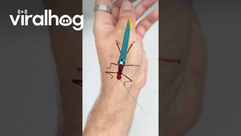 Colorful Stick Insects || ViralHog