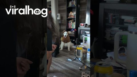 He Was Supposed to Be a Bear || ViralHog