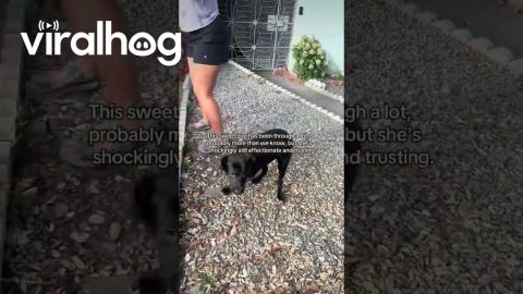Abused Puppy Rescued by Tourists || ViralHog