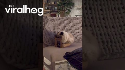 Big Cat, Little Box || ViralHog