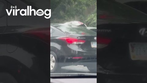 Elderly Couple's Parking Lot Picnic || ViralHog