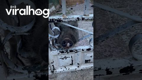Beware Of Strange Dog || ViralHog