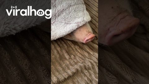 Napping Pig Leaves Cozy Bed For Fresh Tomato Scent || ViralHog