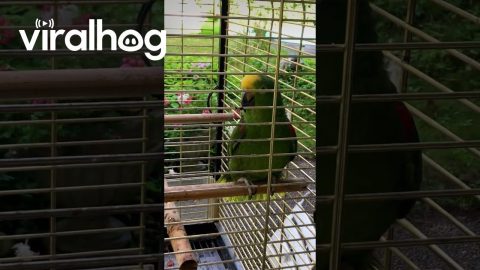 Lora the Cat Parrot || ViralHog