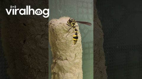 Potter Wasp Feeding It's Larvae || ViralHog