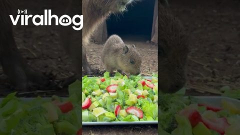 Baby Capy Enjoying Breakfast || ViralHog