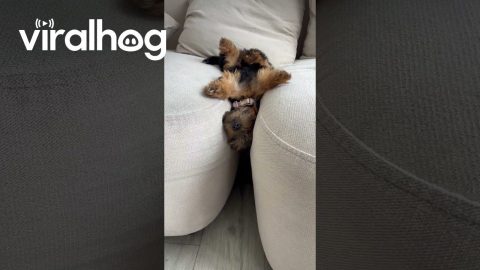 Yorkie Puppy Falls Asleep In Couch Trap || ViralHog