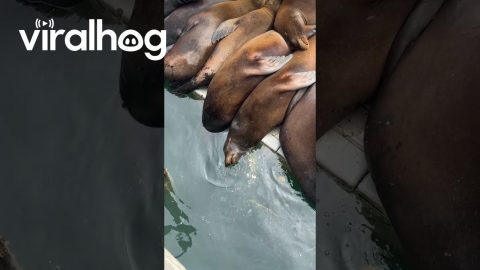 Sea Lions Sleep With Heads Underwater || ViralHog