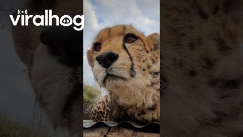Cheetah Purrs Loudly With Gentle Pets || ViralHog