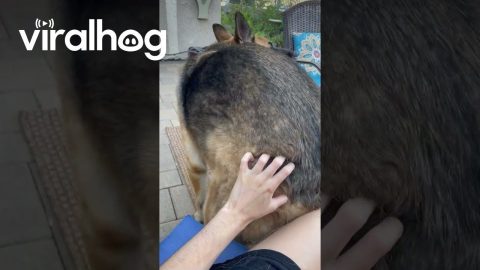 Dakota Is Good at Helping Me Pet Her || ViralHog