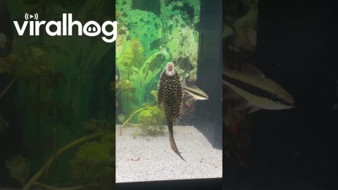 Pleco Fish Mimics Opera Singer || ViralHog