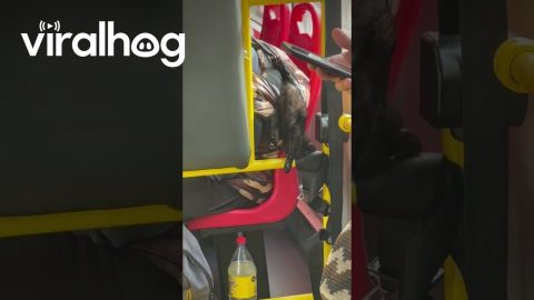 Kitten Sleeping Upside Down on the Bus || ViralHog