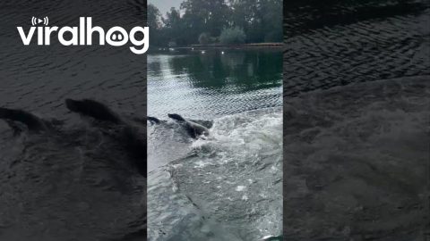 Boat Trip with Barking Sea Lions || ViralHog