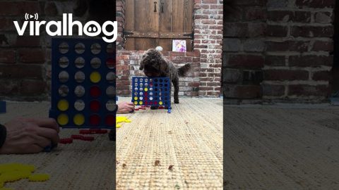 I Always Let Him Win When We Play Connect Four || ViralHog