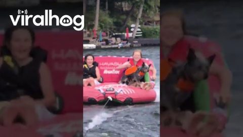 Adventure Puppy Taken Boat Tubing || ViralHog