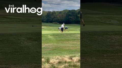 Golden Retriever Goes Full Happy Gilmore || ViralHog